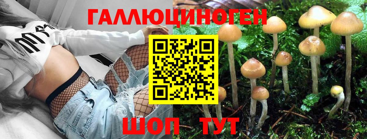 Галлюциногенные грибы Psilocybe Осинники